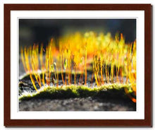 Load image into Gallery viewer, Growing Golden ☼ Soul of Nature {Photo Print} Photo Print New Dawn Studios 11x14 Framed