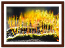 Load image into Gallery viewer, Growing Golden ☼ Soul of Nature {Photo Print} Photo Print New Dawn Studios 12x18 Framed