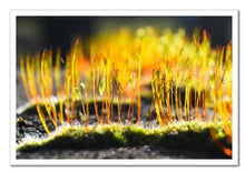 Load image into Gallery viewer, Growing Golden ☼ Soul of Nature {Photo Print} Photo Print New Dawn Studios 12x18 Unframed