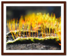 Load image into Gallery viewer, Growing Golden ☼ Soul of Nature {Photo Print} Photo Print New Dawn Studios 16x20 Framed