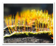 Load image into Gallery viewer, Growing Golden ☼ Soul of Nature {Photo Print} Photo Print New Dawn Studios 16x20 Unframed