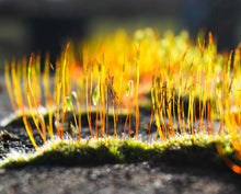 Load image into Gallery viewer, Growing Golden ☼ Soul of Nature {Photo Print} Photo Print New Dawn Studios