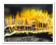 Load image into Gallery viewer, Growing Golden ☼ Soul of Nature {Photo Print} Photo Print New Dawn Studios