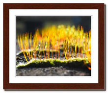 Load image into Gallery viewer, Growing Golden ☼ Soul of Nature {Photo Print} Photo Print New Dawn Studios 8x10 Framed