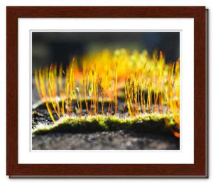 Growing Golden ☼ Soul of Nature {Photo Print} Photo Print New Dawn Studios 8x10 Framed 