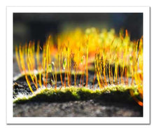 Load image into Gallery viewer, Growing Golden ☼ Soul of Nature {Photo Print} Photo Print New Dawn Studios 8x10 Unframed 
