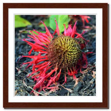 Load image into Gallery viewer, Not Afraid to Fall ☼ Soul of Nature {Photo Print} Photo Print New Dawn Studios 12x12 Framed