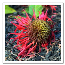 Load image into Gallery viewer, Not Afraid to Fall ☼ Soul of Nature {Photo Print} Photo Print New Dawn Studios 12x12 Unframed