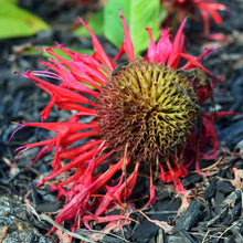 Load image into Gallery viewer, Not Afraid to Fall ☼ Soul of Nature {Photo Print} Photo Print New Dawn Studios