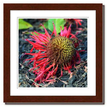 Load image into Gallery viewer, Not Afraid to Fall ☼ Soul of Nature {Photo Print} Photo Print New Dawn Studios 8x8 Framed