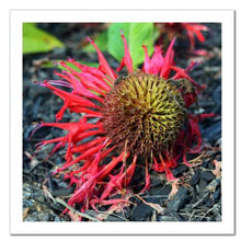 Load image into Gallery viewer, Not Afraid to Fall ☼ Soul of Nature {Photo Print} Photo Print New Dawn Studios 8x8 Unframed