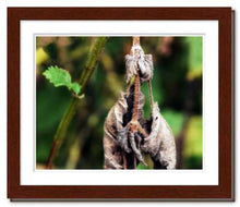 Load image into Gallery viewer, Slow Dancing ☼ Nature of Love / Soul of Nature {Photo Print} Photo Print New Dawn Studios 8x10 Framed