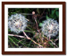 Load image into Gallery viewer, Together in Whatever World ☼ Soul of Nature {Photo Print} Photo Print New Dawn Studios 11x14 Framed