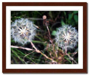 Together in Whatever World ☼ Soul of Nature {Photo Print} Photo Print New Dawn Studios 11x14 Framed 