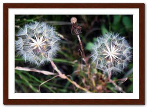 Together in Whatever World ☼ Soul of Nature {Photo Print} Photo Print New Dawn Studios 12x18 Framed 