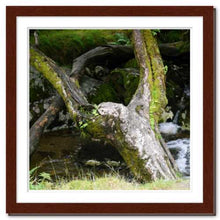 Load image into Gallery viewer, Upraised ☼ Faithscapes & Soul of Nature {Photo Print} Photo Print New Dawn Studios 12x12 Framed