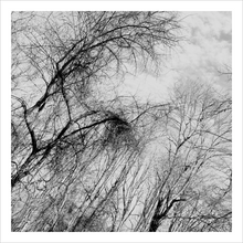Load image into Gallery viewer, Tell It Slant winter nature photograph black and white tree photo Dawn Richerson 10x10
