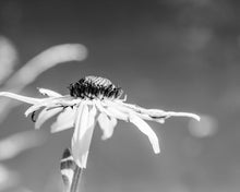 Load image into Gallery viewer, Summer Stretch flower photograph black and white Blue Ridge Parkway photograph Dawn Richerson 11x14
