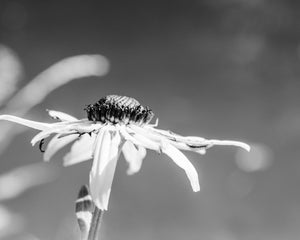 Summer Stretch flower photograph black and white Blue Ridge Parkway photograph Dawn Richerson 11x14