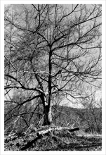Load image into Gallery viewer, Fugue winter nature photograph black and white tree photo Dawn Richerson 12x18
