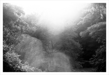 Load image into Gallery viewer, Second Eden Blue Ridge Parkway tree photograph black and white 12x18
