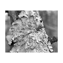 Load image into Gallery viewer, A Smile in Her Heart tree bark photograph Blue Ridge Parkway black and white photo 4x5
