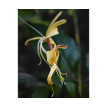 Load image into Gallery viewer, The Delicate Dancer - Soul of Nature - Nature of Life - Nature Photograph by Dawn Richerson 4x5
