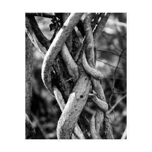 ENTWINED WITH LIFE ☼ Color of Conviction￨Blue Ridge {Photo Print} 4x5