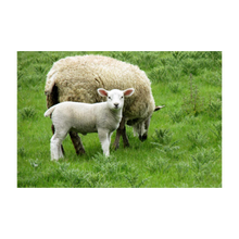 Load image into Gallery viewer, EWE AND ME ☼ Soul of Ireland {Photo Print} 4x6
