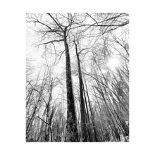 Load image into Gallery viewer, RISE OF THE WINTER MYSTICS ☼ Winter Walk #1 Nature of Rest {Photo Print} 4x5

