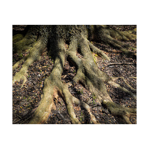 ROOTED AND READY ☼ Soul of Nature {Photo Print}