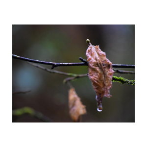 Shared Sorrow ☼ Soul of Nature {Photo Print} Photo Print New Dawn Studios 4x5