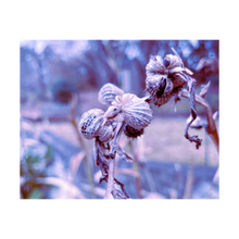 Load image into Gallery viewer, WRAPPING THINGS UP ☼ Winter Walk #2 Nature of Rest {Photo Print} 4x5
