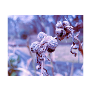 WRAPPING THINGS UP ☼ Winter Walk #2 Nature of Rest {Photo Print} 4x5