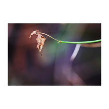 Load image into Gallery viewer, BE THE DANCING FOOL ☼ Nature of Love &amp; Soul of Ireland {Photo Print} 4x6 leaf photo The Fool
