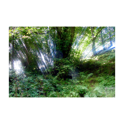 Glencar Miracle - Glencar Waterfall - County Leitrim photograph - tree photo - Dawn Richerson Soul of Ireland photo - 4x6