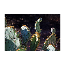 Load image into Gallery viewer, Present to Our Prickly Past - Spirit of the Southwest cactus photo - The Nature of Love Series - Dawn Richerson 4x5
