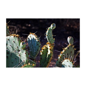 Present to Our Prickly Past - Spirit of the Southwest cactus photo - The Nature of Love Series - Dawn Richerson 4x5