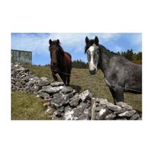 Load image into Gallery viewer, TWO HORSES AT KNOCKNARAE ☼ Soul of Ireland {Photo Print} 4x6
