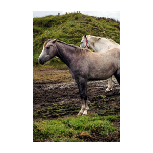 Working Together - Two Horses - Soul of Ireland Photo Dawn Richerson 4x6