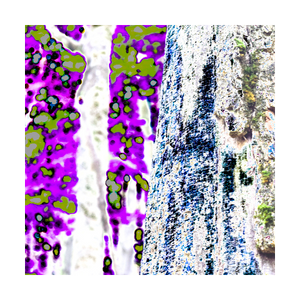 Birth of an Earthly Radiance Alterations Most True tree art print digital art Dawn Richerson 5x5