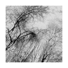 Load image into Gallery viewer, Tell It Slant winter nature photograph black and white tree photo Dawn Richerson 5x5
