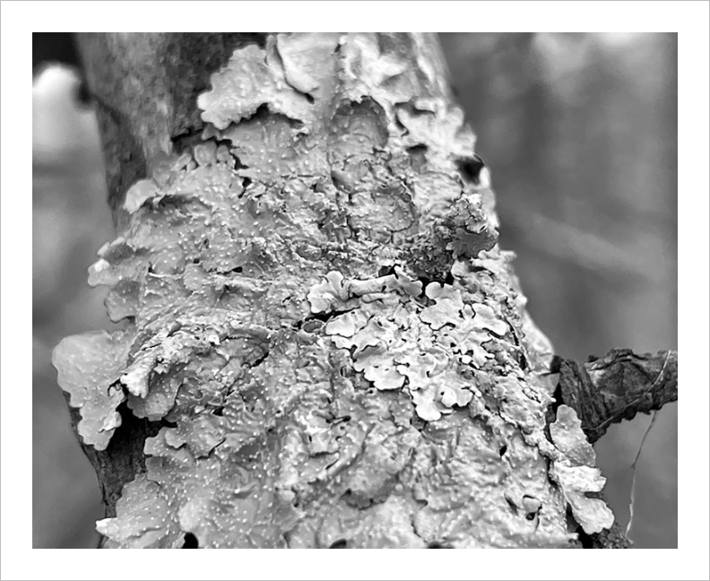 A Smile in Her Heart tree bark photograph Blue Ridge Parkway black and white photo 8x10