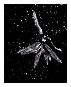 Angel of the Starry Night - Angel Leaf Photo Dawn Richerson Photography 8x10