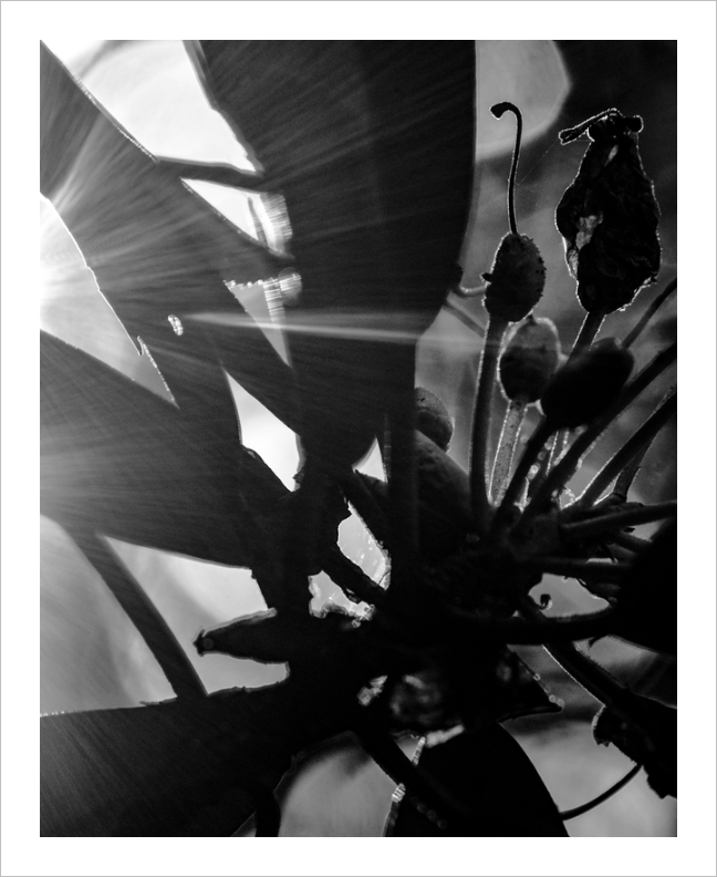 Begin Again plant photograph black and white photo 8x10