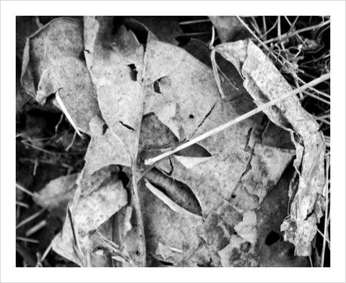 Can Anyone Really See Eye to Eye Anymore leaf photograph black and white photo 8x10