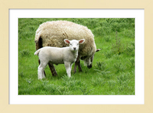 Load image into Gallery viewer, EWE AND ME ☼ Soul of Ireland {Photo Print} 8x12 framed

