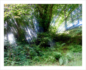 Glencar Miracle - Glencar Waterfall - County Leitrim photograph - tree photo - Dawn Richerson Soul of Ireland photo - 8x10