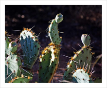 Load image into Gallery viewer, Present to Our Prickly Past - Spirit of the Southwest cactus photo - The Nature of Love Series - Dawn Richerson 8x10
