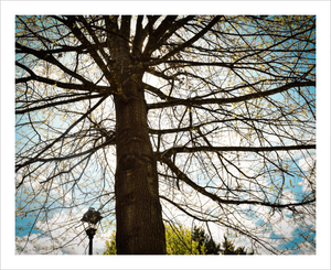 Silent Witness - tree photo Dawn Richerson - Life & Art in the Year of Coronavirus - 8x10
